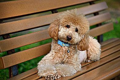 前《龙腾世纪》首席编剧新作正式命名 《流浪之神》商店页面上线